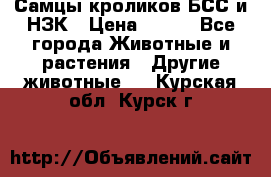 Самцы кроликов БСС и НЗК › Цена ­ 400 - Все города Животные и растения » Другие животные   . Курская обл.,Курск г.